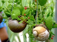 recyclart Snail Shell Mini Garden